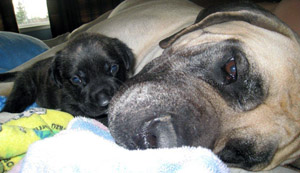 Puppy Malachy and mother Maiden